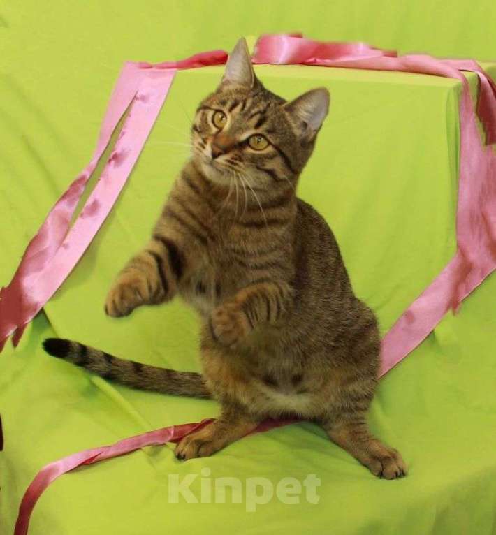 Кошки в Москве: Сима — сладкий пряник. Молодая кошечка в добрые руки. Девочка, Бесплатно - фото 7