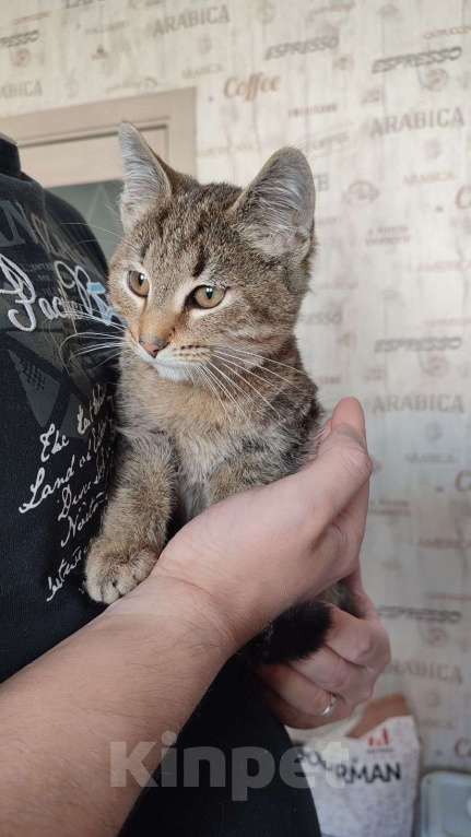 Кошки в Красногорске: Котенок Туман 5 месяцев ищет дом  Мальчик, Бесплатно - фото 5