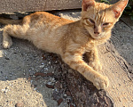 Кошки в Керчи: Продаю котят  Мальчик, 50 руб. - фото 4