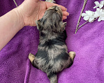Собаки в Москве: Крупный йорк мальчик чёрный мрамор Мальчик, 60 000 руб. - фото 7
