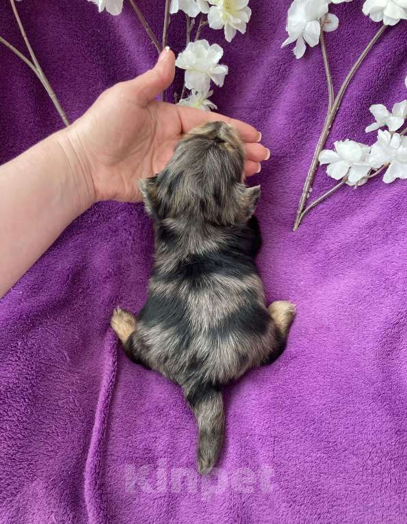 Собаки в Москве: Крупный йорк мальчик чёрный мрамор Мальчик, 60 000 руб. - фото 7