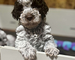 Собаки в Москве: Лаготто Романьоло щенки Разнополые, 180 000 руб. - фото 6