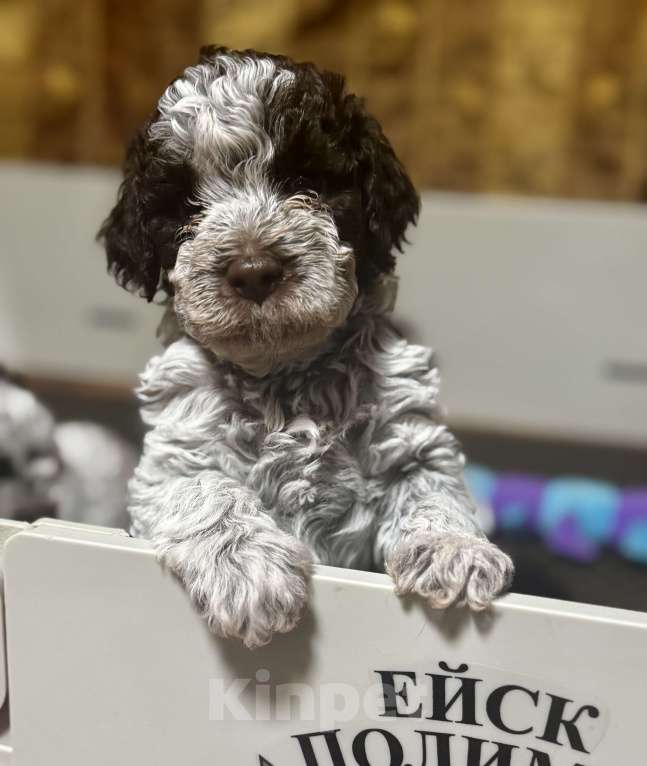 Собаки в Москве: Лаготто Романьоло щенки Разнополые, 180 000 руб. - фото 6