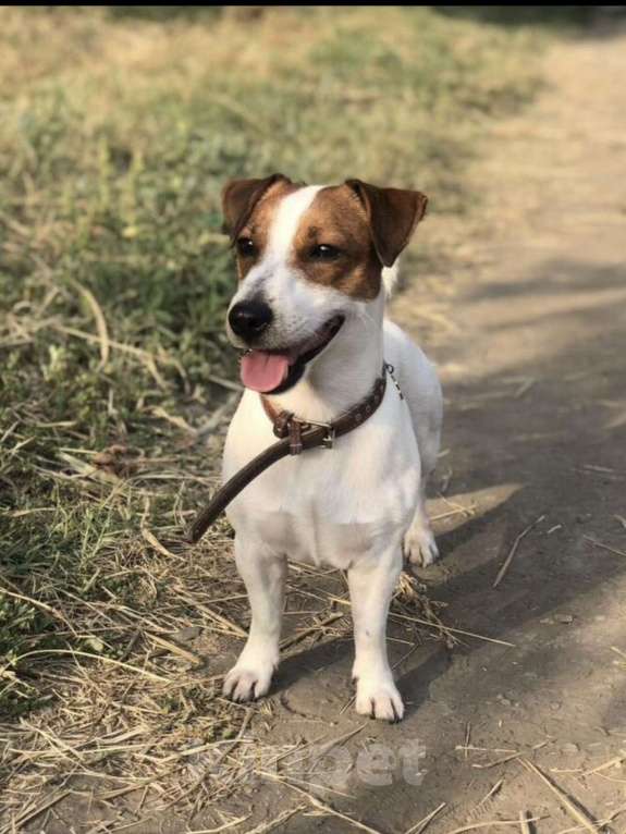 Собаки в Краснодаре: Щенки джек-рассел-терьера Разнополые, 15 000 руб. - фото 7