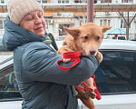 Собаки в Москве: Маленькая собачка в добрые руки Девочка, Бесплатно - фото 3