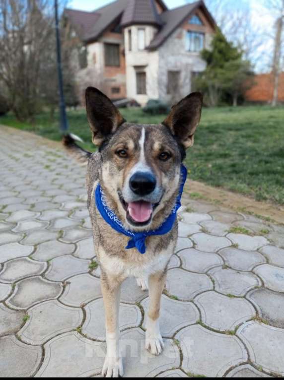 Собаки в Санкт-Петербурге: Верный Дик Мальчик, 17 руб. - фото 7