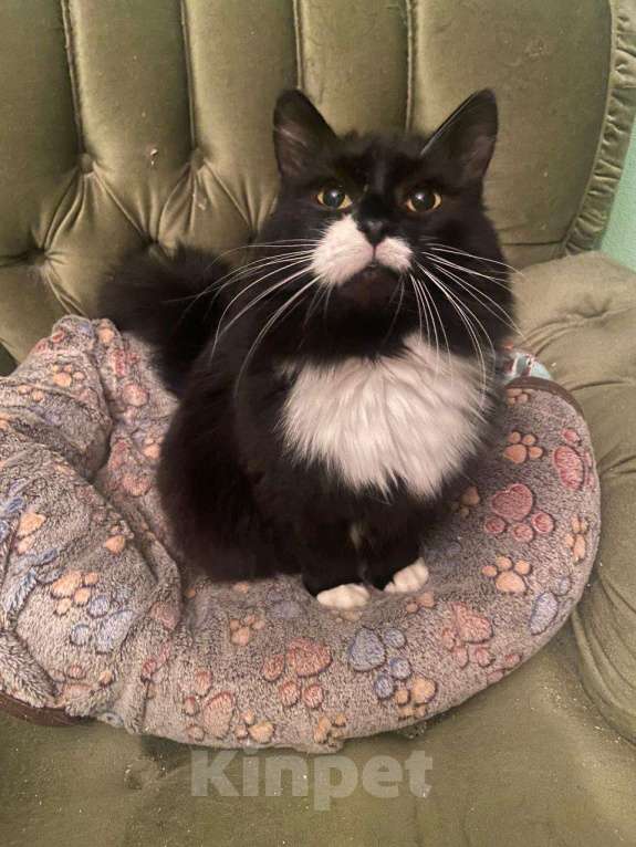 Кошки в Москве: Спокойная пушистая маркизная красавица Мотя в добрые руки Девочка, 1 руб. - фото 6