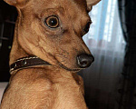Собаки в Курске: Вязка мини той терьера, 10 руб. - фото 2