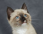 Кошки в Москве: Тайский котенок Вайт в дар Мальчик, Бесплатно - фото 2