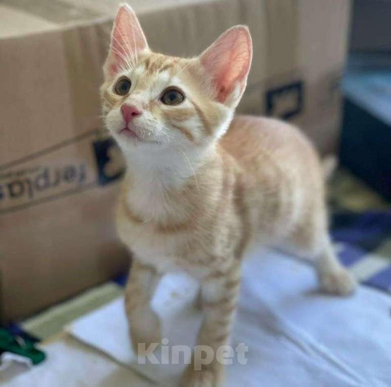 Кошки в Москве: Рыжего абиссинского котенка выкинули на улицу 🆘️ Срочный поиск дома Мальчик, Бесплатно - фото 2