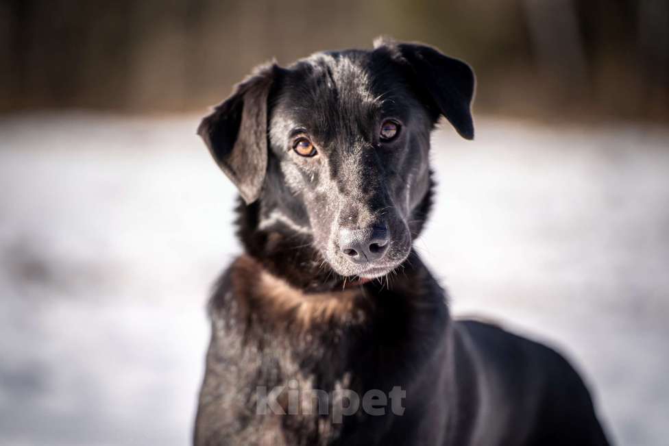 Собаки в Клине: Гуччи — грациозный и задорный пёс Мальчик, Бесплатно - фото 2