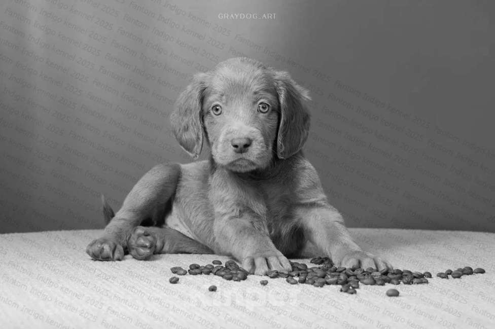 Собаки в Москве: Щенки веймаранера длинношерстного Девочка, Бесплатно - фото 2