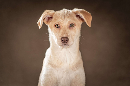 Мейбл — нежная малышка готова подарить вам всю свою любовь