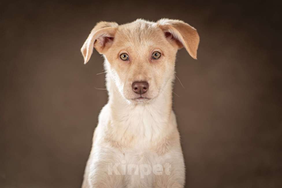 Собаки в Клине: Мейбл — нежная малышка готова подарить вам всю свою любовь Девочка, Бесплатно - фото 1