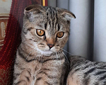 Кошки в Симферополе: Шотландский вислоухий котик  Мальчик, 25 000 руб. - фото 1