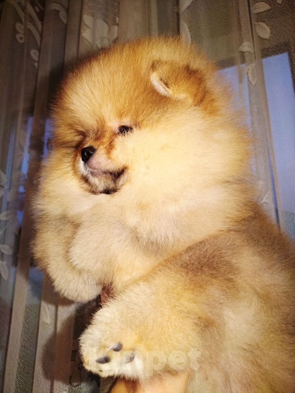 Собаки в Соликамске: Померанский шпиц Мальчик, 50 000 руб. - фото 5