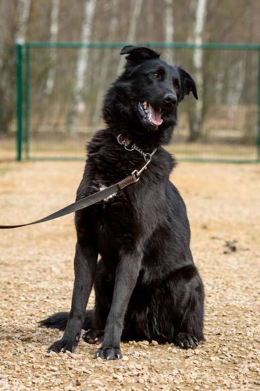 Собаки в Москве: Вальтер Мальчик, Бесплатно - фото 22