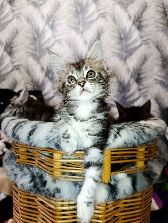 Кошки в Москве: Мейн Кун котенок Девочка, 35 000 руб. - фото 4