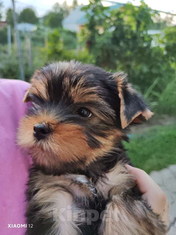 Собаки в Рубцовске: Очаровательный малыш йорк с документами РКФ Мальчик, 35 000 руб. - фото 5