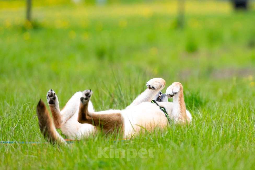 Собаки в Москве: Разыскиваем семью для Ланочки!  Девочка, Бесплатно - фото 6