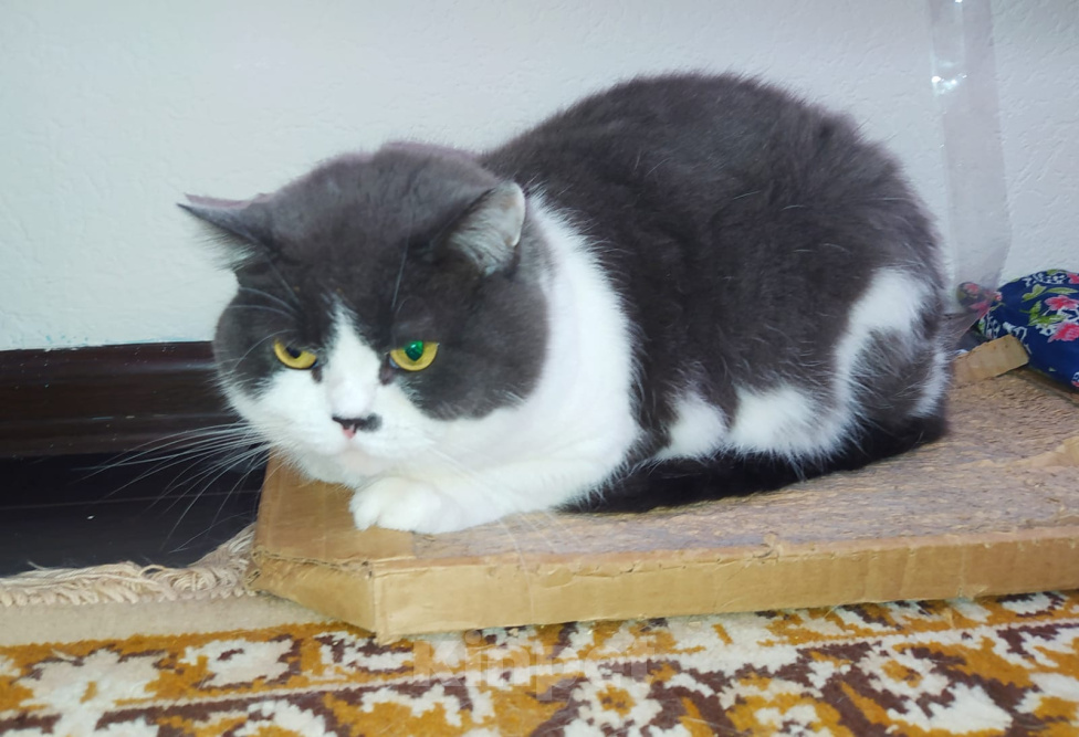 Кошки в других городах Владимирской области: Кошка в добрые руки Девочка, Бесплатно - фото 1