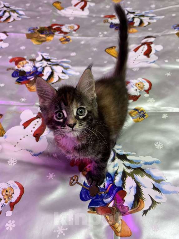 Кошки в Петергофе: Девулечка любопытинка Девочка, 40 000 руб. - фото 5