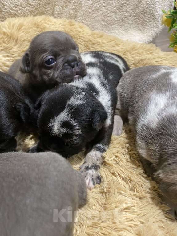 Собаки в Нижнем Новгороде: Щенки французского бульдога Мальчик, 60 000 руб. - фото 8