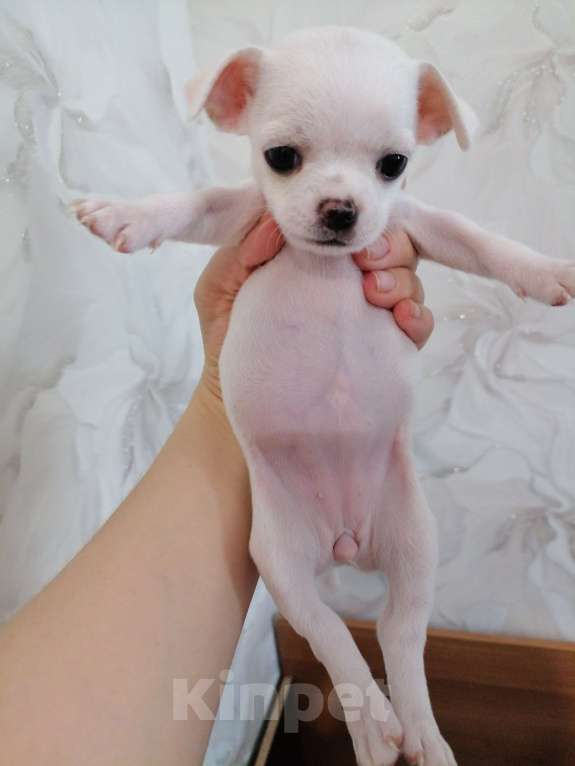 Собаки в Хабаровске: Щенок чихуахуа девочка Девочка, 25 000 руб. - фото 4