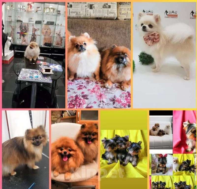 Собаки в Самаре: Померанские шпицы, 1 руб. - фото 2