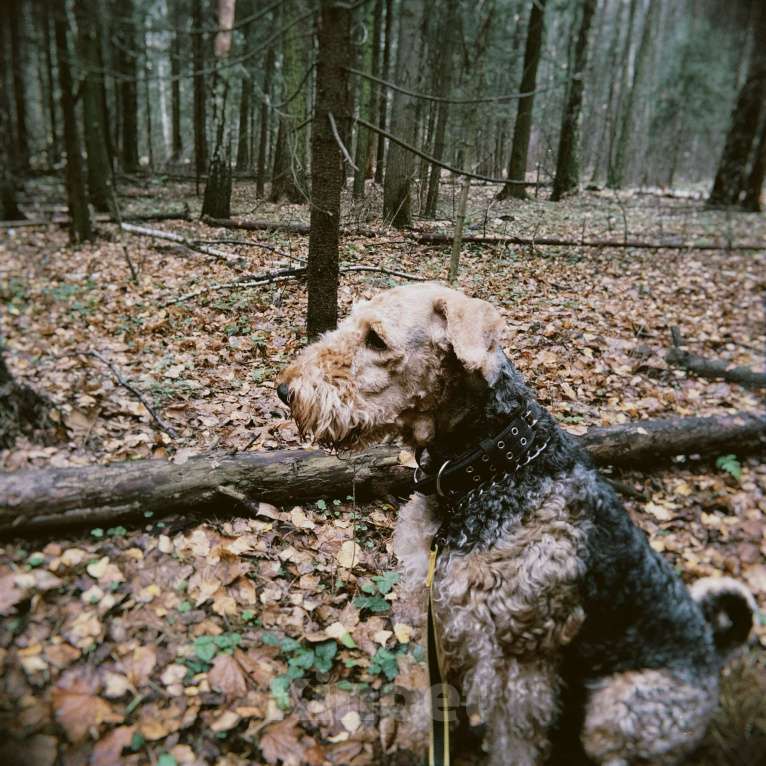 Собаки в Балашихе: Эрдельтерьер вязка Мальчик, Бесплатно - фото 4