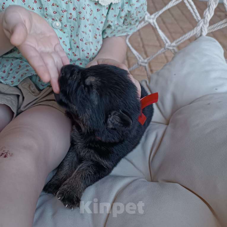 Собаки в Славянске-На-Кубани: Щенок Восточно-Европейской овчарки (девочка)  Девочка, 15 000 руб. - фото 2