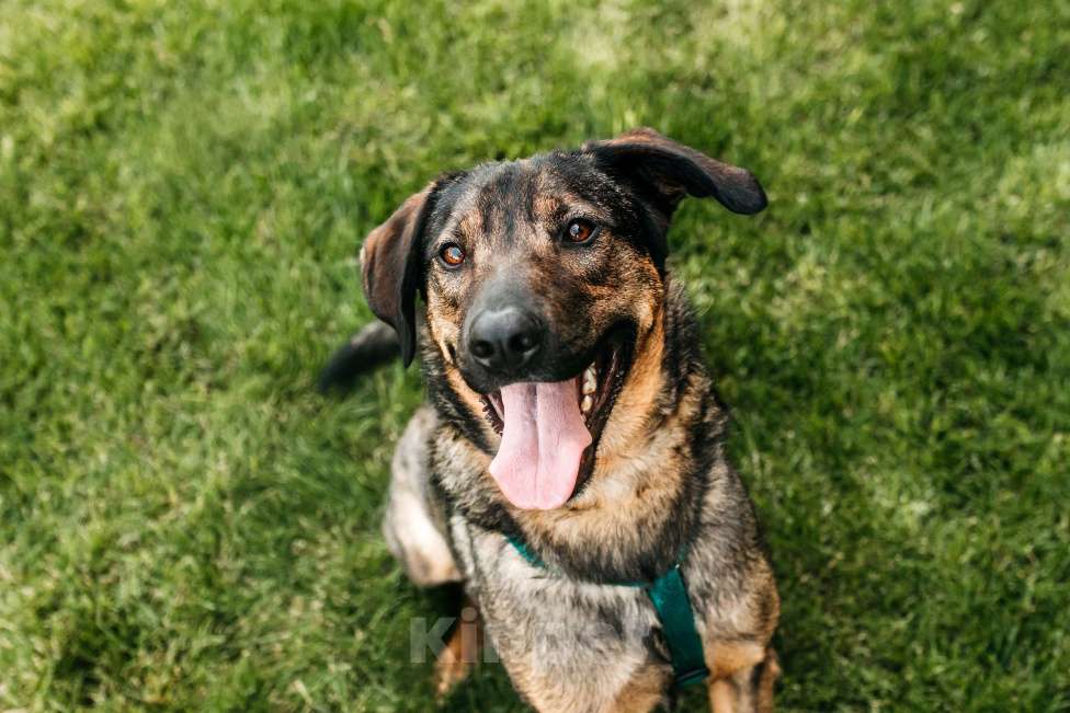 Собаки в Москве: Идеальный Ирвин ищет дом Мальчик, Бесплатно - фото 4