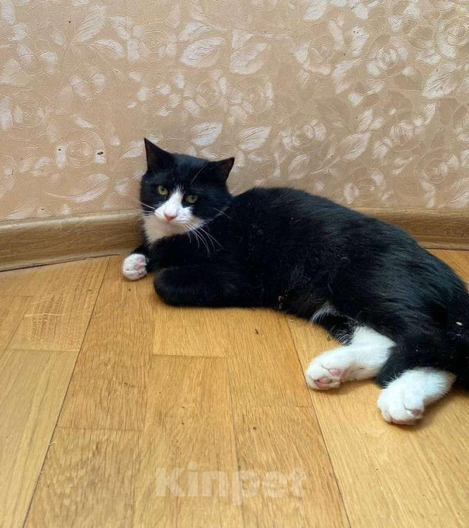 Кошки в Москве: Ласковый и добрый котик Мишаня стал бездомным в результате реновации Мальчик, 1 руб. - фото 3