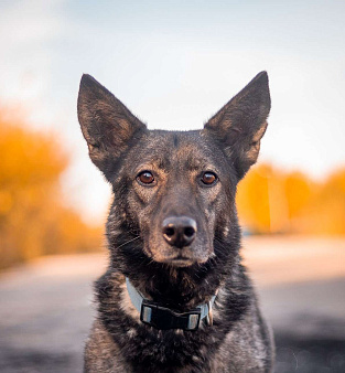Спокойный утончённый и тактичный Джай из приюта в добрые руки