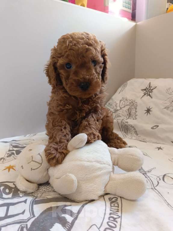 Собаки в Балашихе: Той-пудель мальчик Тедди (со всеми документами) Мальчик, 80 000 руб. - фото 6