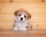 Собаки в Солнечногорске: Продаются щенки Вельш корги пемброк Мальчик, 70 000 руб. - фото 3