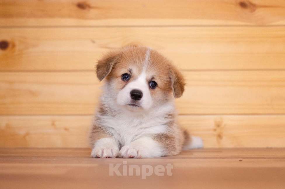 Собаки в Солнечногорске: Продаются щенки Вельш корги пемброк Мальчик, 70 000 руб. - фото 3