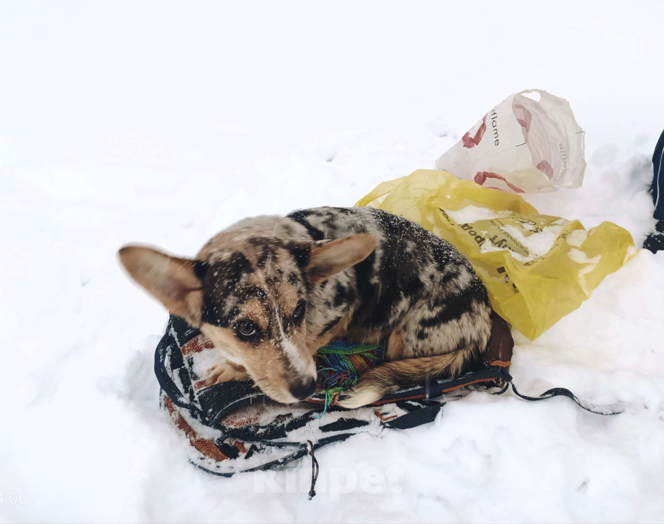 Собаки в Нижнем Новгороде: Вельш корги кардиган щенок Девочка, 30 000 руб. - фото 1