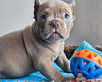 Собаки в Москве: Малыш Американский булли Мальчик, 130 000 руб. - фото 4