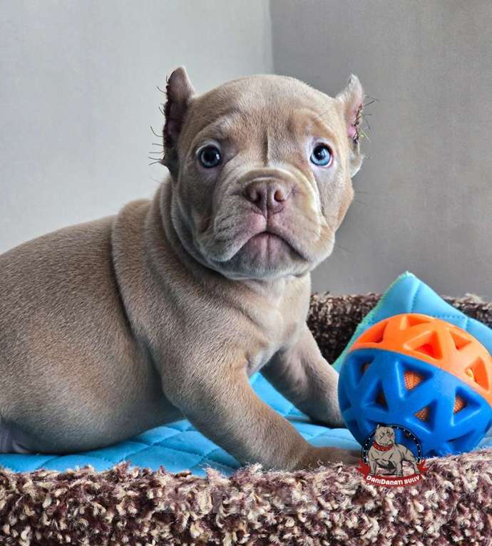 Собаки в Москве: Малыш Американский булли Мальчик, 130 000 руб. - фото 4