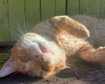 Кошки в Москве: Ласковый кот Рыжик ищет дом! Мальчик, Бесплатно - фото 3