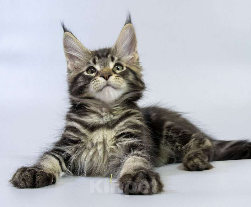 Кошки в Москве: Котенок Мейн кун. Мальчик, Бесплатно - фото 4