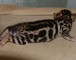 Кошки в Москве: Бенгальский котик  Мальчик, 70 000 руб. - фото 1
