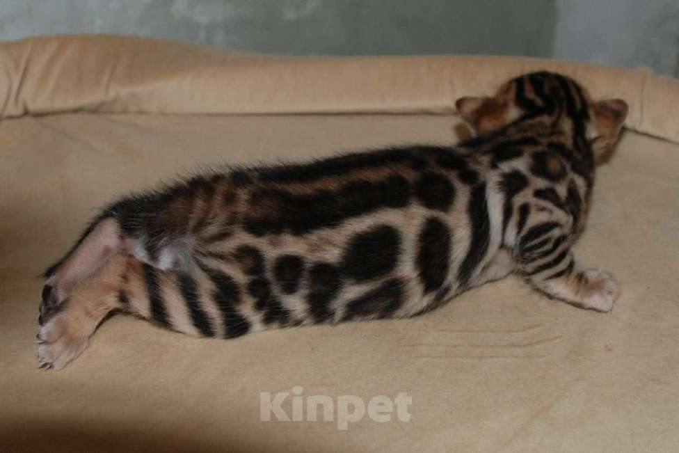 Кошки в Москве: Бенгальский котик  Мальчик, 70 000 руб. - фото 1