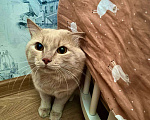 Кошки в Барнауле: В добрые руки  Мальчик, Бесплатно - фото 1