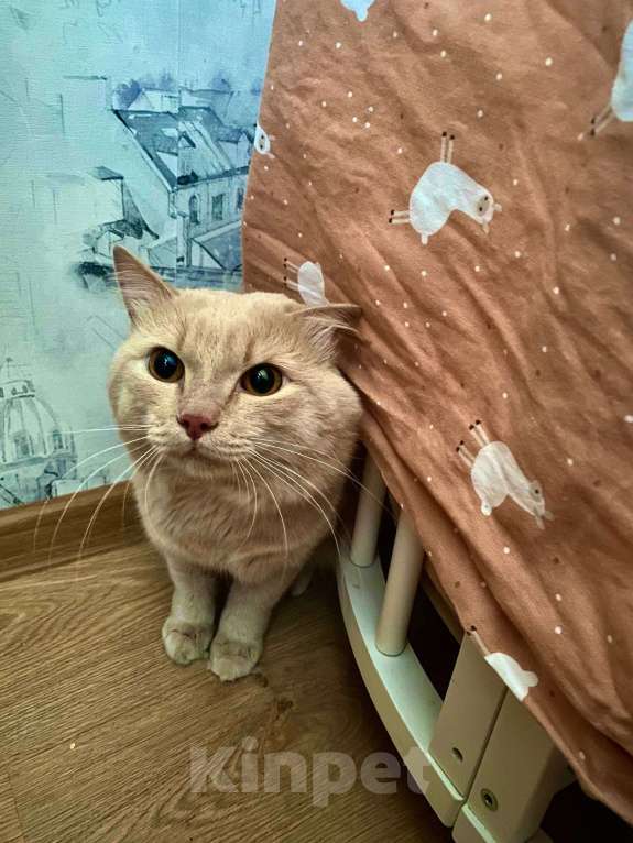 Кошки в Барнауле: В добрые руки  Мальчик, Бесплатно - фото 1