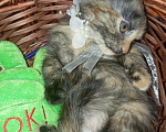 Кошки в Жуковском: Котята Девочка, Бесплатно - фото 6