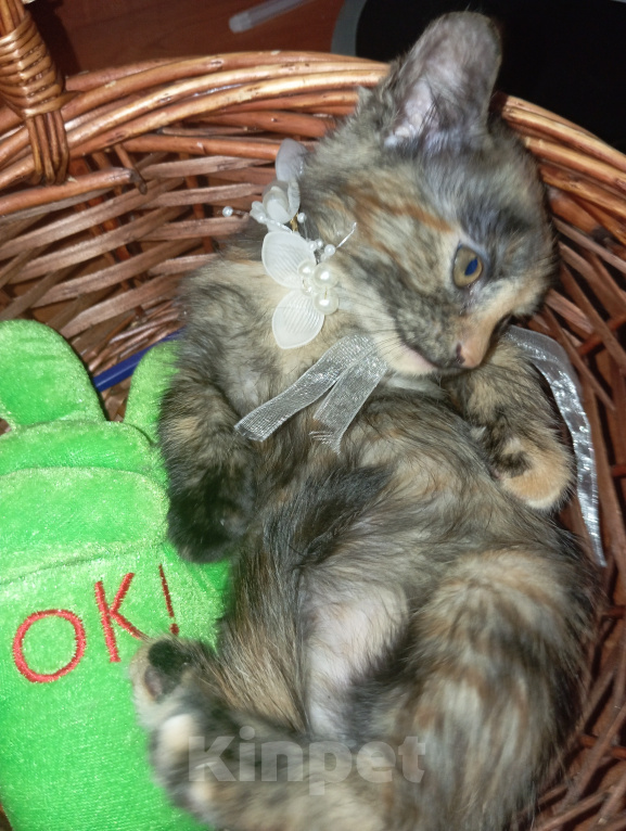 Кошки в Жуковском: Котята Девочка, Бесплатно - фото 6