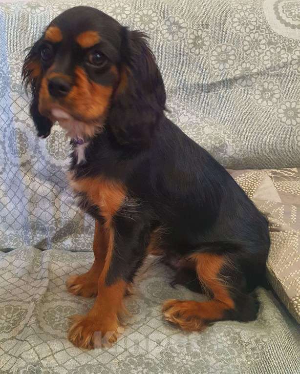 Собаки в других городах Московской области: Предлагаем вам стать владельцем щенка королевской породы Мальчик, 90 000 руб. - фото 3