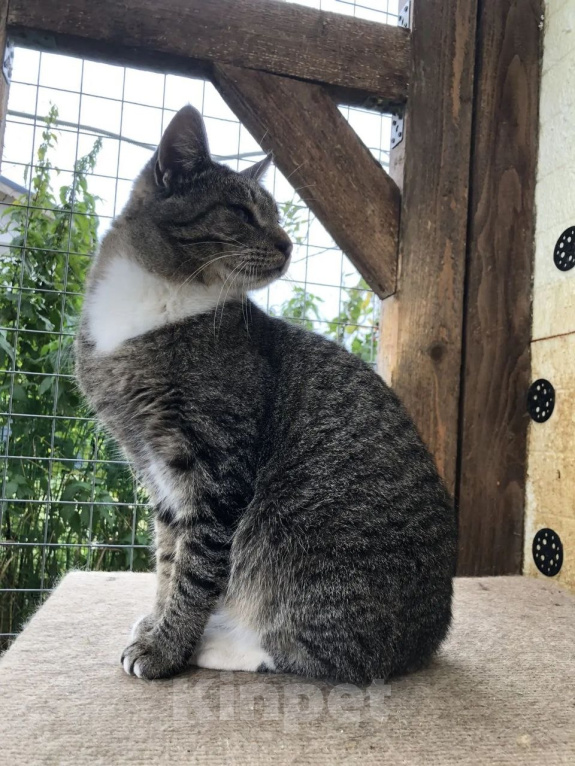 Кошки в Яхроме: Молодой котик ищет дом Мальчик, Бесплатно - фото 5